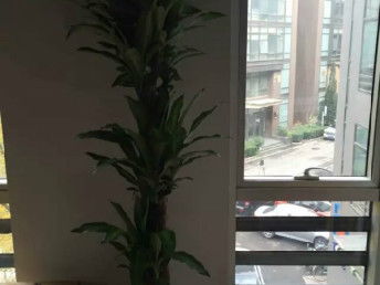 匯通花卉租擺服務公司 天津花鳥魚蟲市場中的專業花卉養護