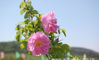 花中皇后 大馬士革玫瑰精油的全面指南——價格、廠家、圖片與苗木種植