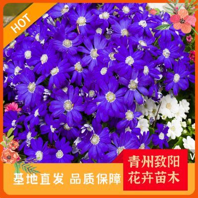 綠意盎然，生機(jī)無限 探索苗木種植的奧秘與價值