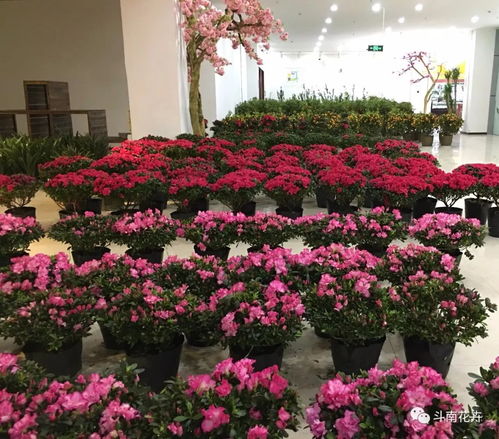 年宵花市盛典 精品花卉集中展銷與文創(chuàng)平價搶購指南