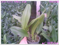 走進(jìn)花卉世界網(wǎng) 探秘廣東省農(nóng)業(yè)科學(xué)院花卉研究所的瑰麗花海