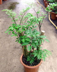 廣州森源花卉 專(zhuān)業(yè)苗木種植，打造花卉世界優(yōu)質(zhì)產(chǎn)品展示