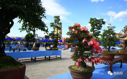 昭陽(yáng)創(chuàng)園杯 家門(mén)口的奇花異石，邀你共賞苗木種植之美